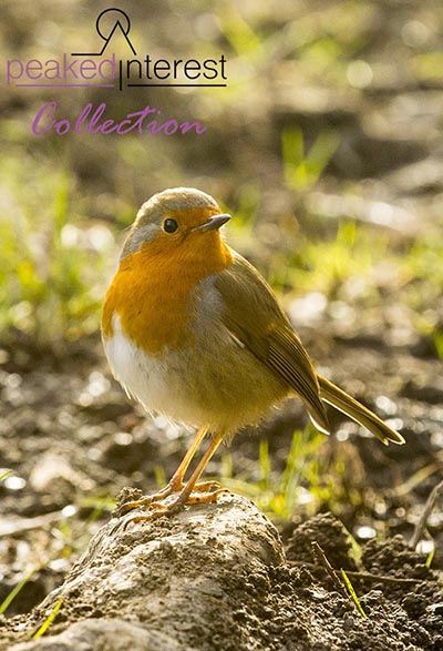 Robin by The Derwent, 5