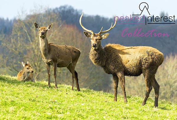 Deer at Chatsworth, 5