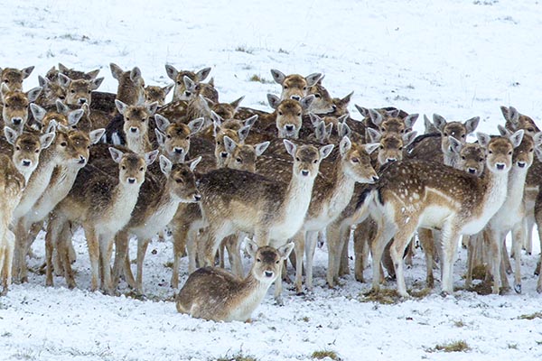 Chatsworth Deer, 5