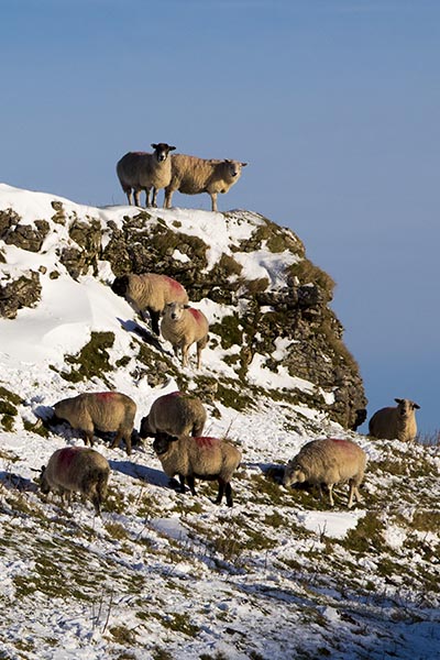 Sheep on Winnats Pass, 5