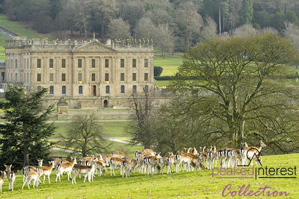 The Herd at Chatsworth, 5