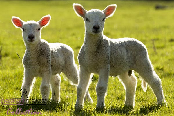 Spring Lambs, 5