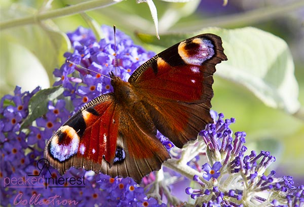 Peacock Butterfly on Buddleia