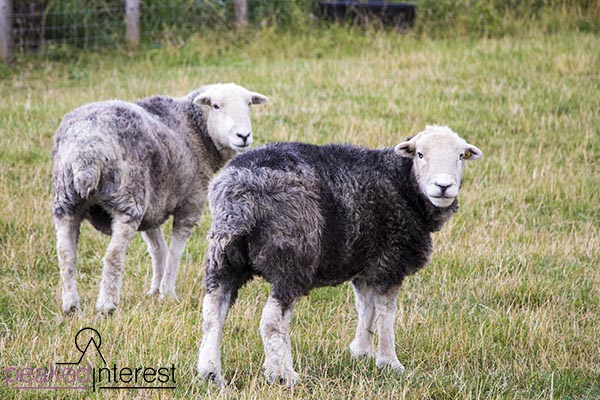 Two herdies, 5