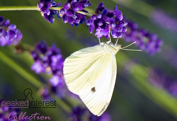 Butterfly on Lavender