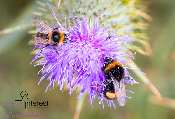 Bees on a Thistle, 5