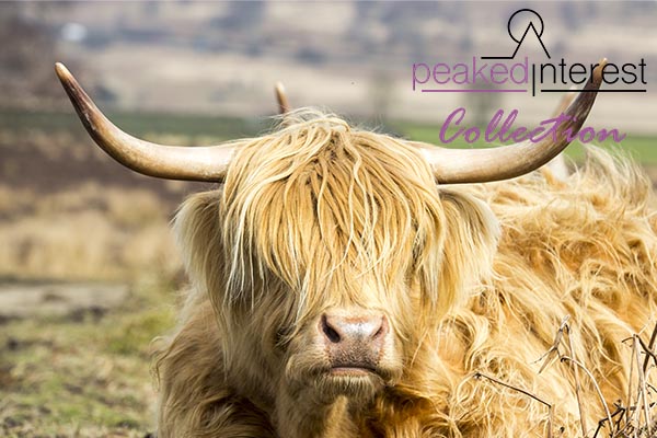 Mellow Yellow, Highland cow, A6 postcard