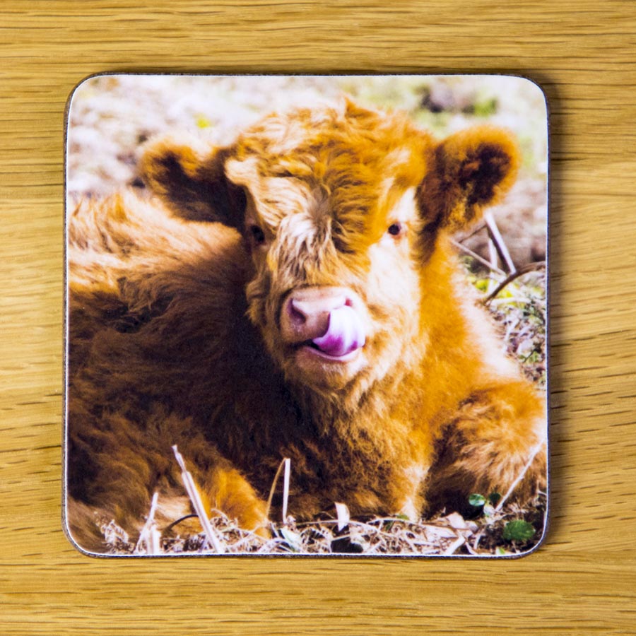 Highland Calf, Lick, coaster