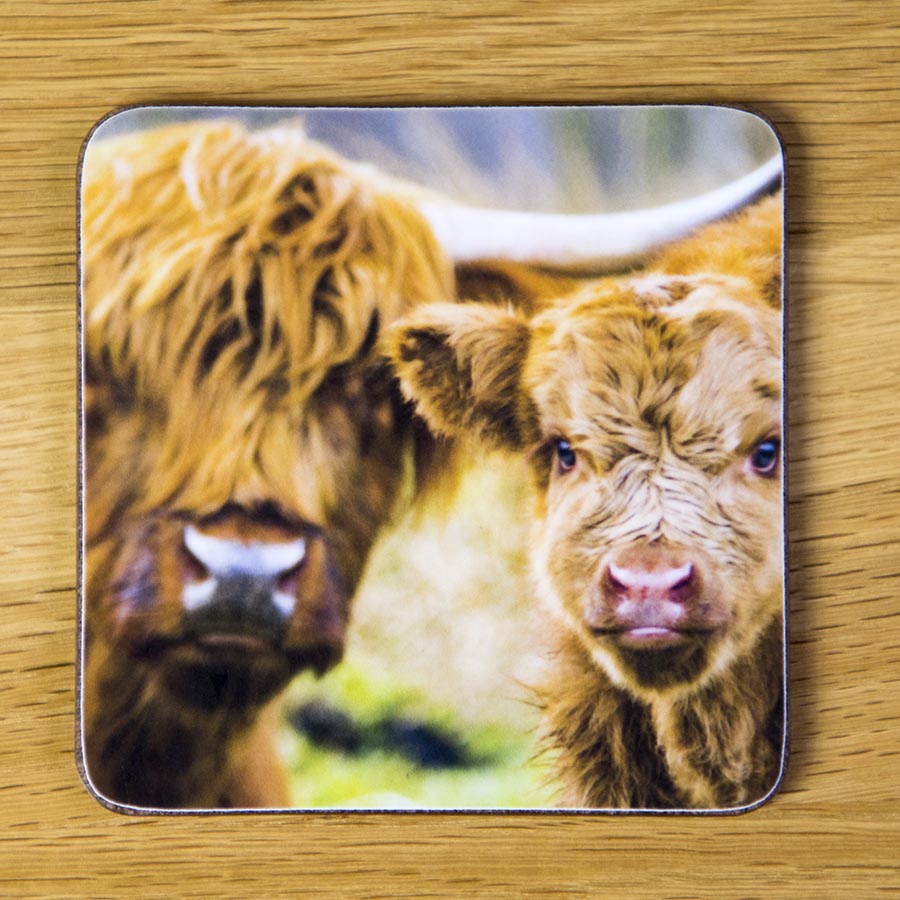 Highland cow and calf, coaster