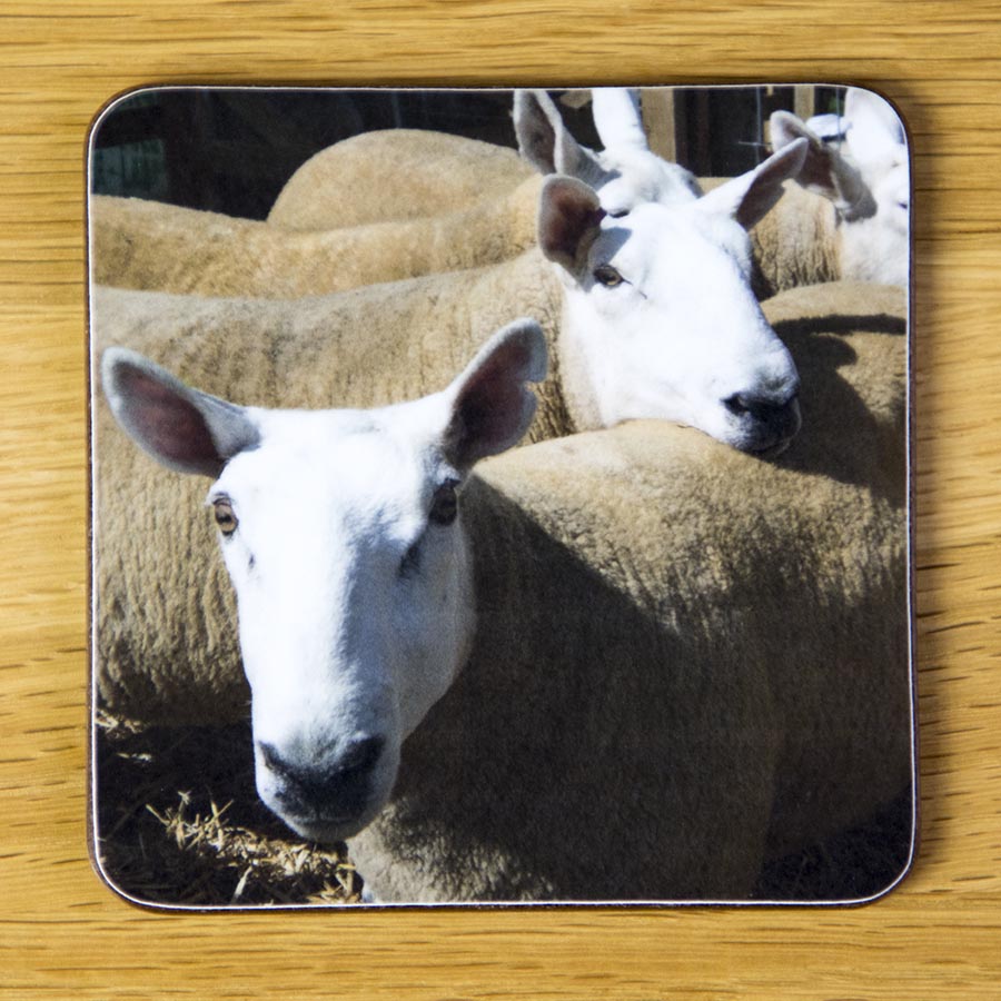 Orange Sheep, coaster