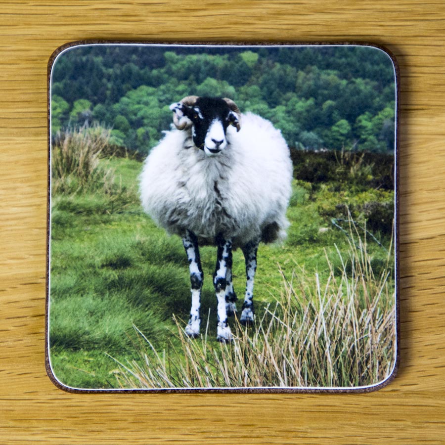 Ewe 1111, coaster