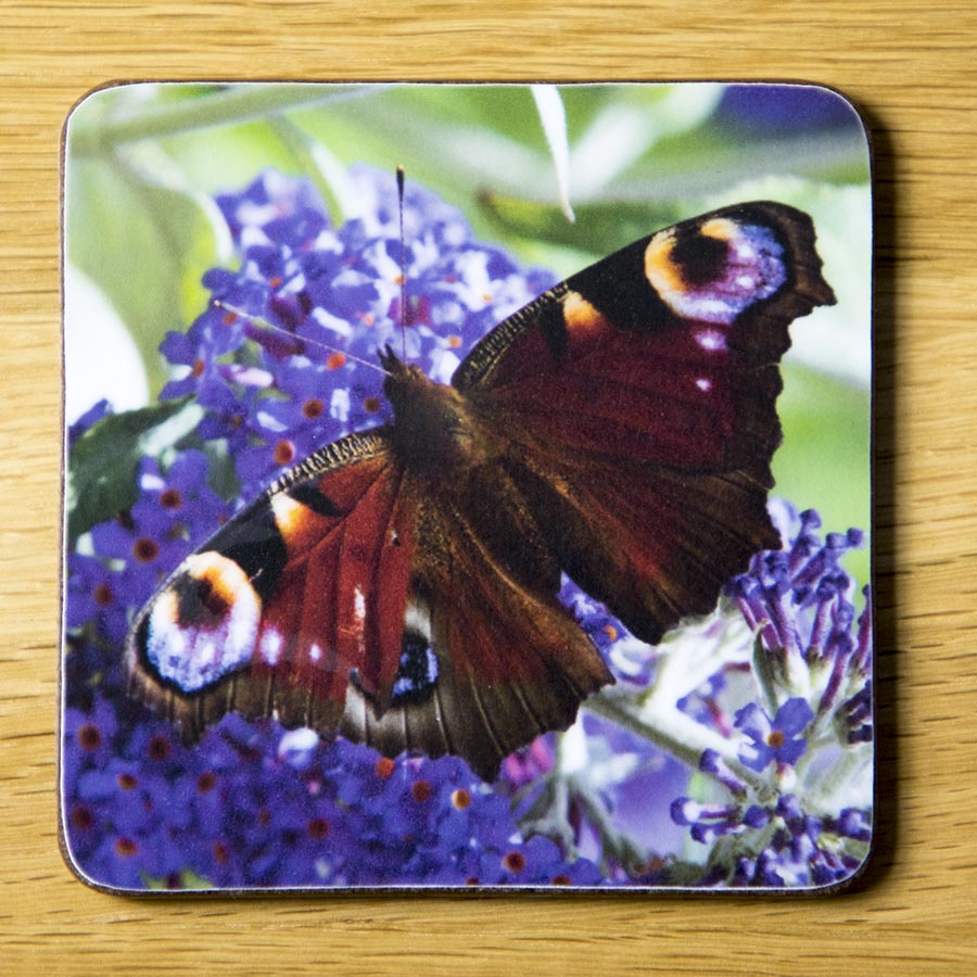 Peacock Butterfly on Buddleia