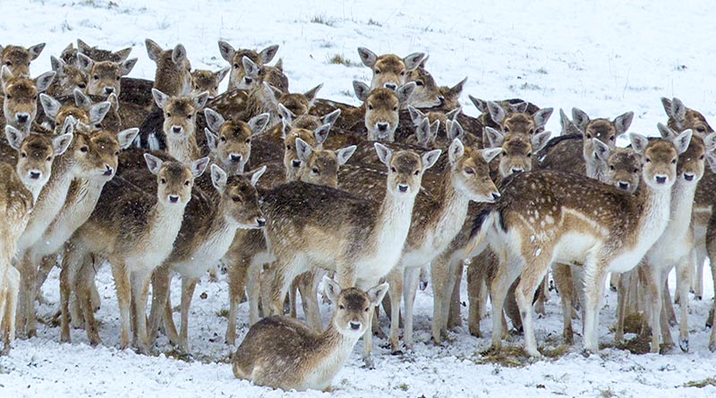 Deer at Chatsworth Christmas Cards