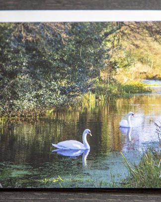 GC57063-Swans-Cromford-Canal