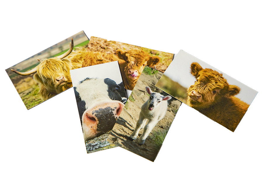 Farm Animal Fridge Magnets